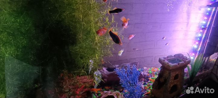 Украшения для аквариума