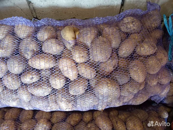 Картофель крупный