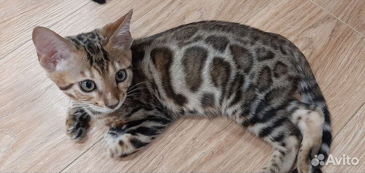 Бенгальская леопардовая кошка