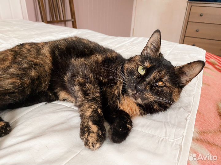 Грустная, но преданная кошка ждет свою семью