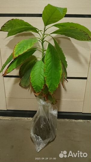 Авокадо растение