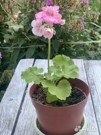 Герань пеларгония