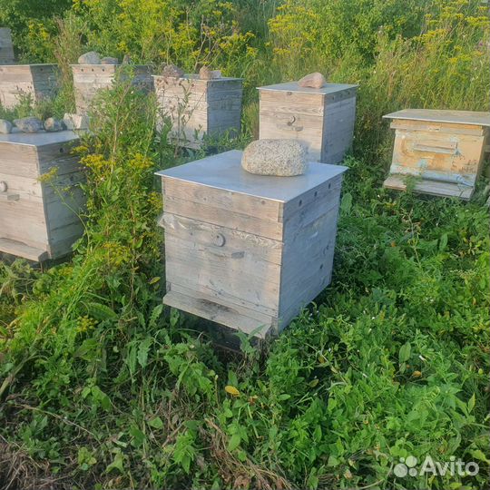 Улей с пчелами дадан