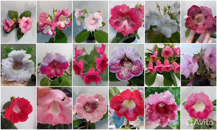 Семена комнатных растений