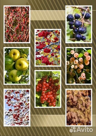 Ягоды фотографии