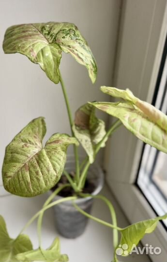 Сингониум конфетти/confetti