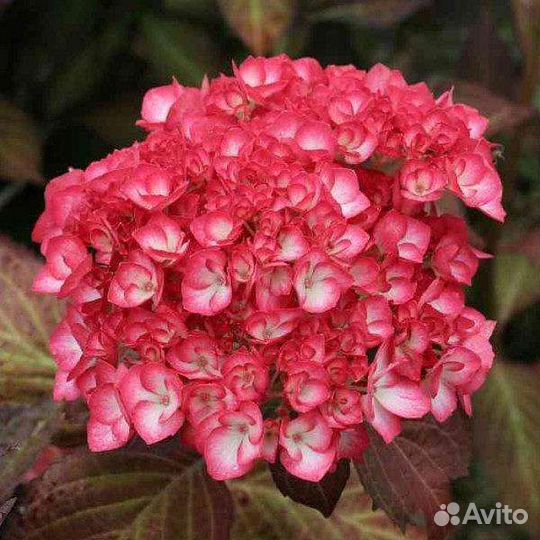 Гортензия крупнолистная Окская весна саженцы