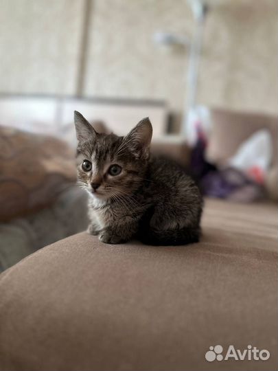 Кошечку в хорошие руки