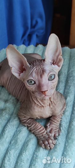 Донской сфинкс котята