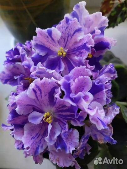 Фиалка пт-Луиза