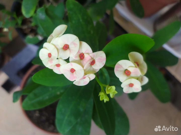 Комнатные растения