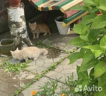 Котята в дар 5 котят