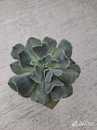 Echeveria Lola и др