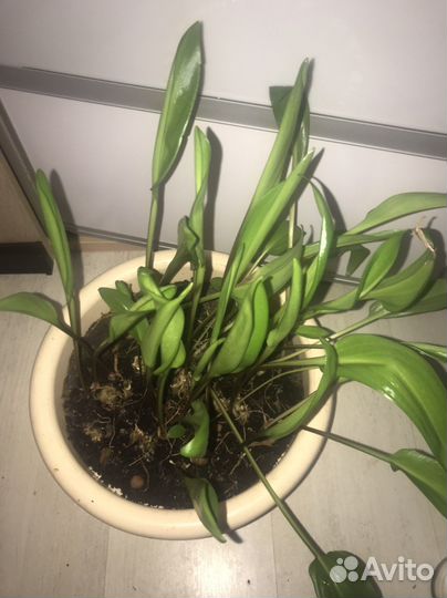 Дримиопсис в горшке
