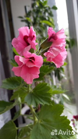 Пеларгония герань