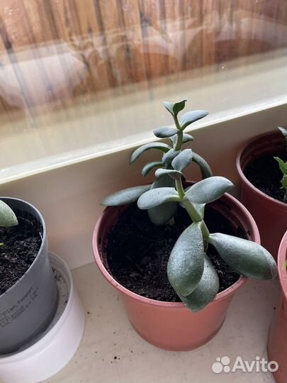 Денежное дерево и фикус бенджамина росточки