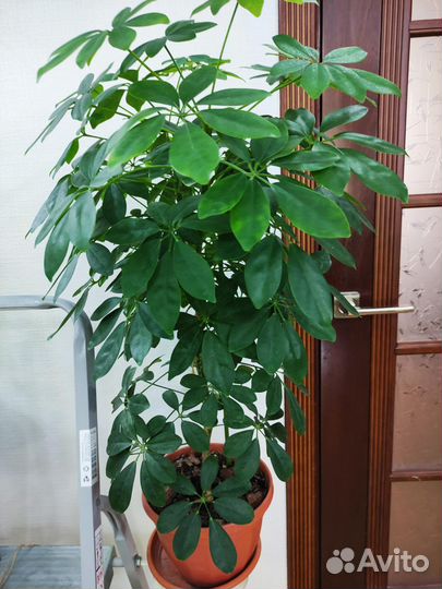 Шеффлера Нора