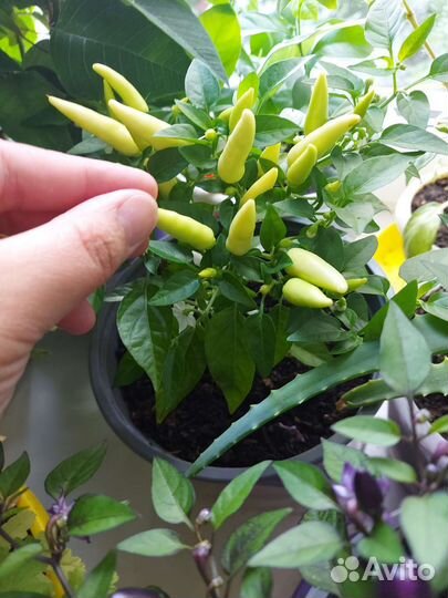 Острый перец комнатный