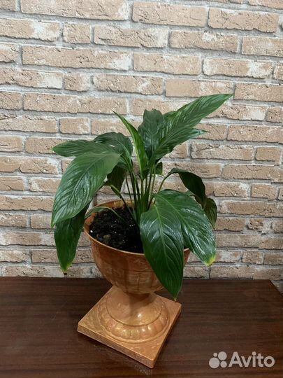 Спатифилиум