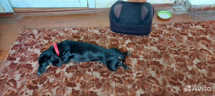 Вязка Такса