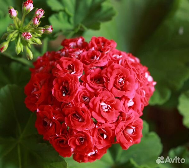 Пеларгонии сортовые