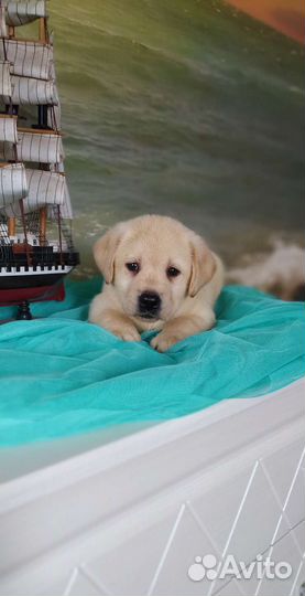 Щенки лабрадора РКФ