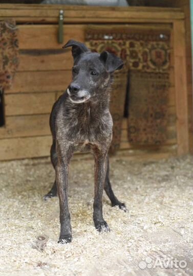 Собака в добрые руки ищет дом