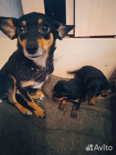 Той-терьер щенки