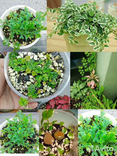 Фикус пумила Дуболистный,Уайт санни,селагинелла