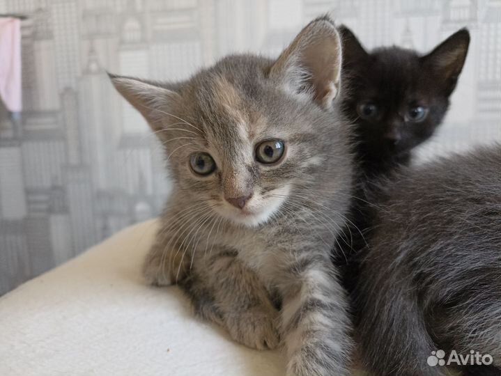 Котик в дар