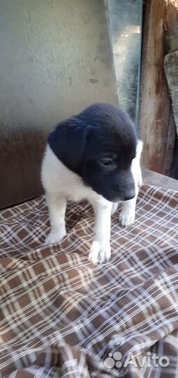 Щенки девочки метисы лабрадора