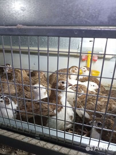 Перепелки несушки