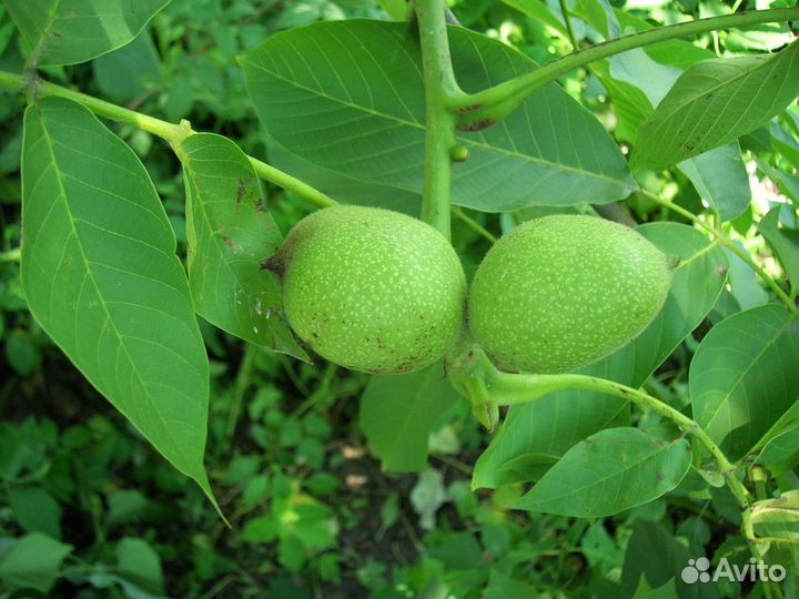 Саженцы грецкого ореха