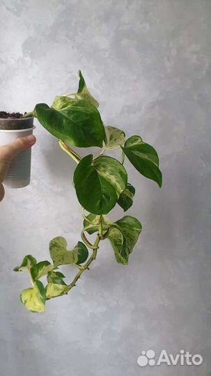 Филодендрон, эпипремнум, сциндапсус