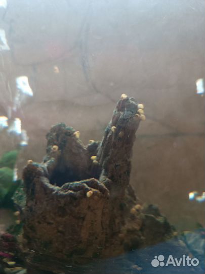 Улитки ампулярии