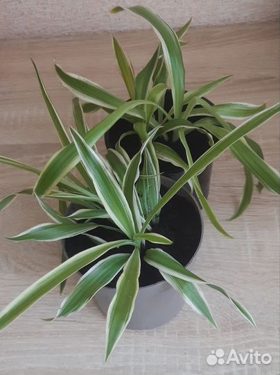 Хлорофитум