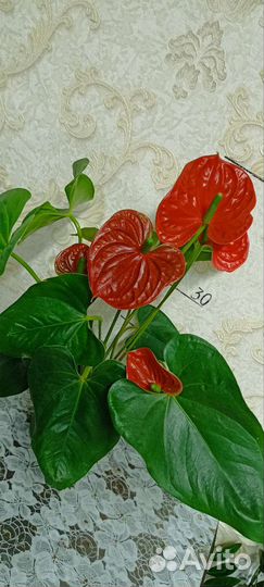 Сортовые Антуриумы