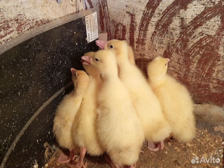 Утята, гусята