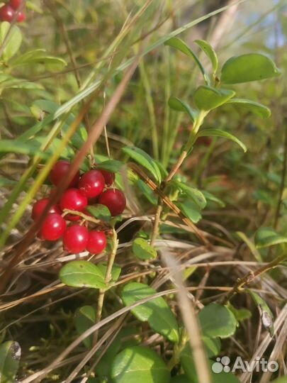 Брусника ягода свежая