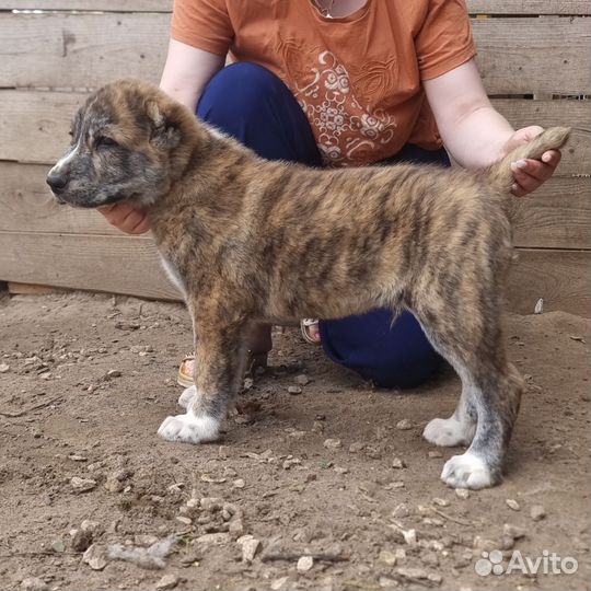 Алабай щенок тигренок
