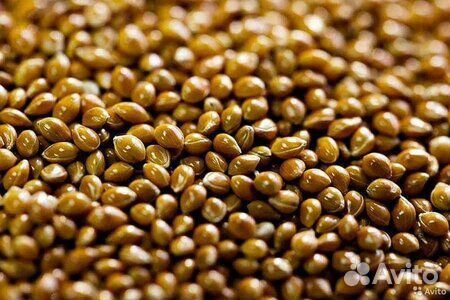 Просо желтое