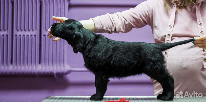 Прямошерстный ретривер