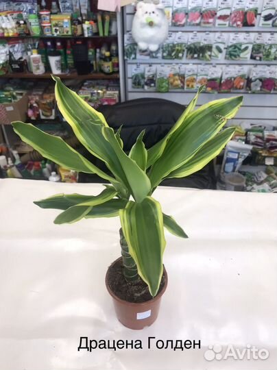 Комнатные растения