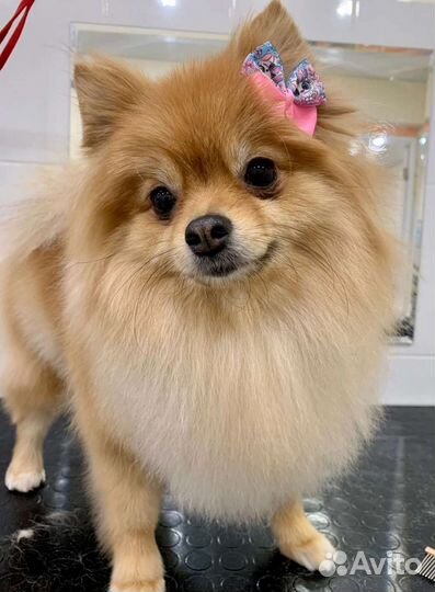 Курсы обучение грумингу в Тюмени с 17 августа