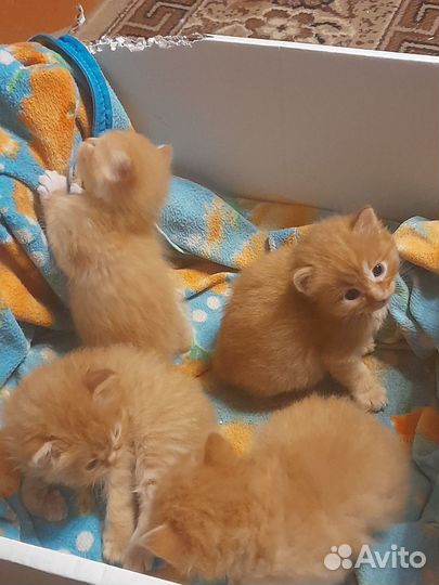 Котята курильский бобтейл