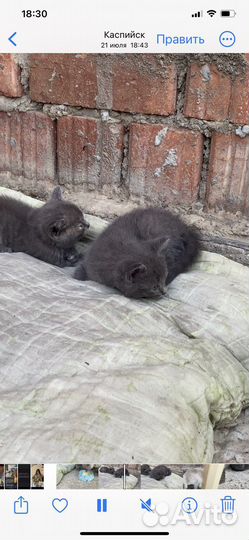 Котята бесплатно