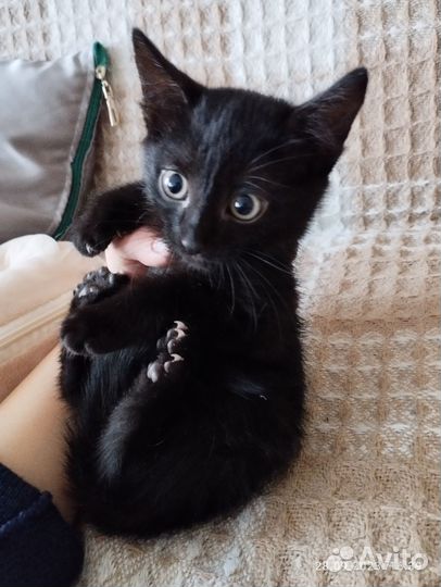 Черный котенок