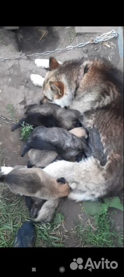 Отдам в добрые руки щенят помесь овчарки