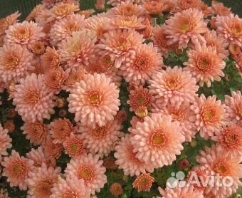 Хризантемы мультифлоры