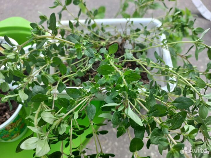 Чабрец(тимьян)